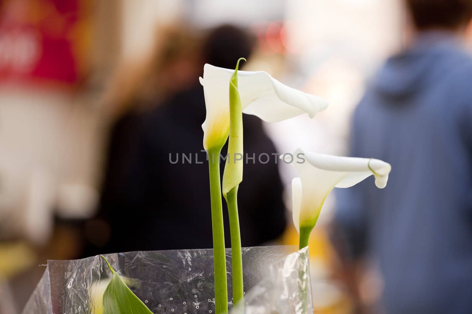 Photo of nice White calla