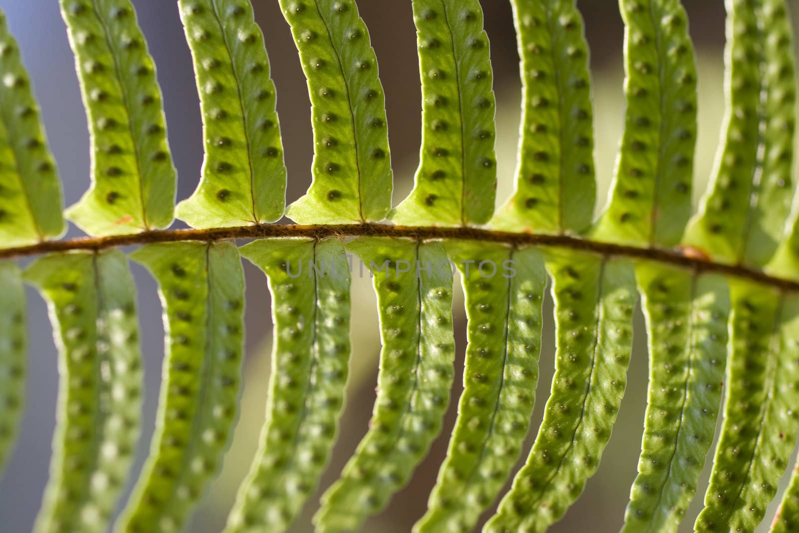 Close up of a fern leaf