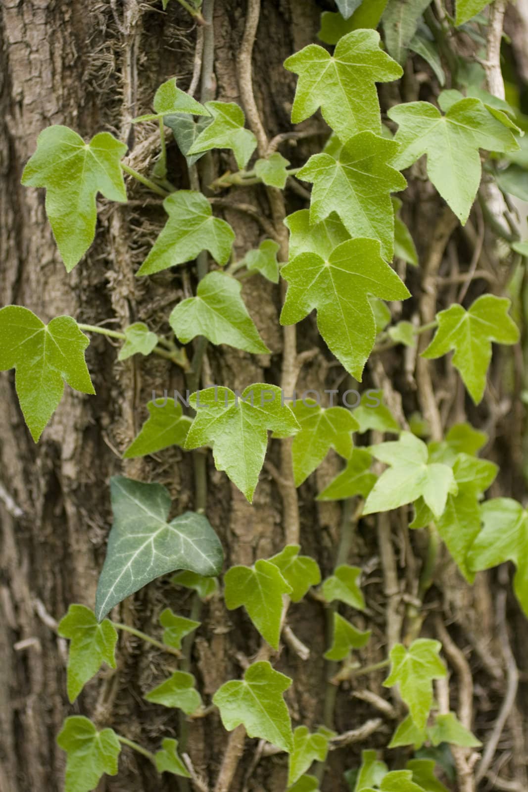 Photo of Ivy on tree