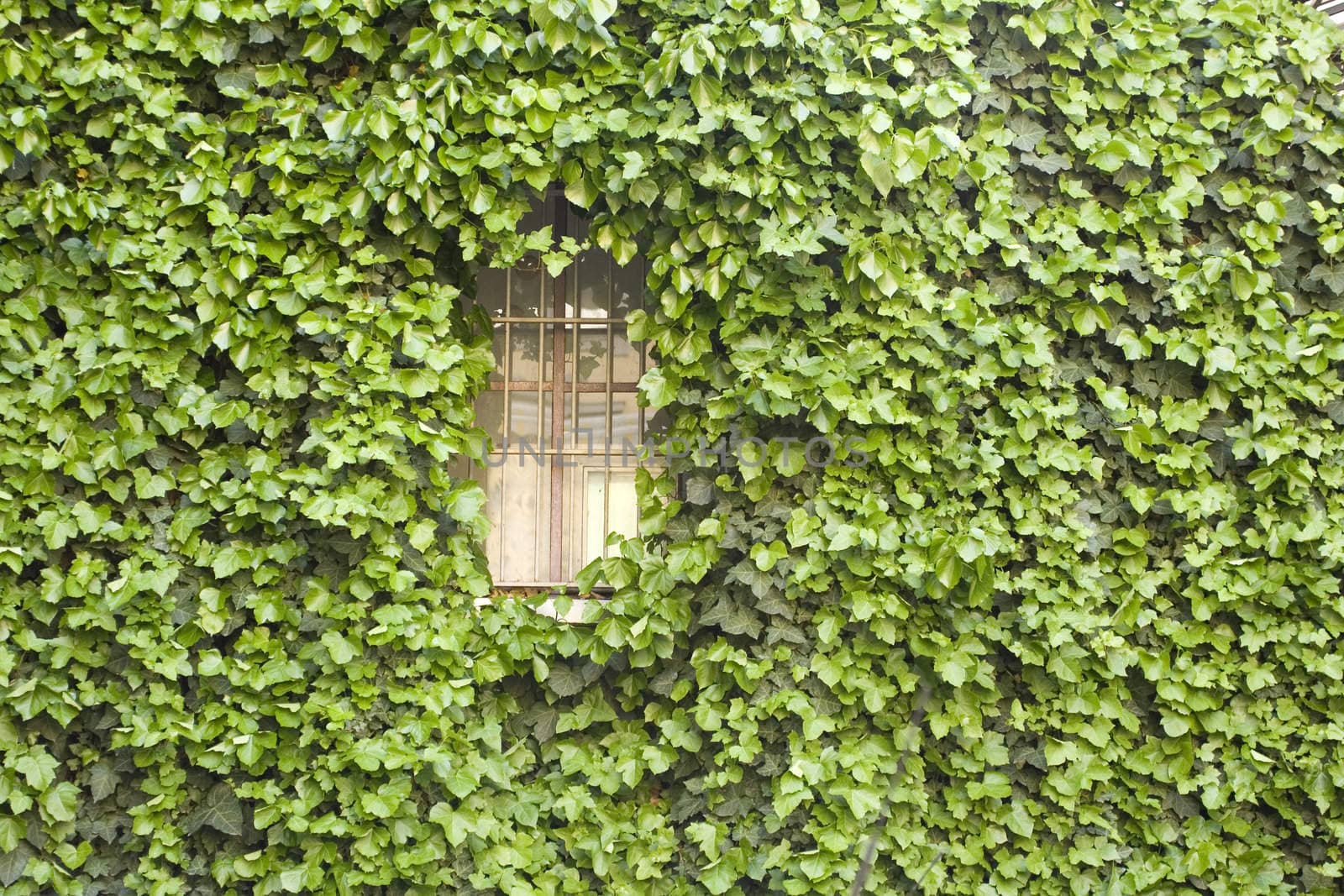 Wall of a house with window covered with ivy