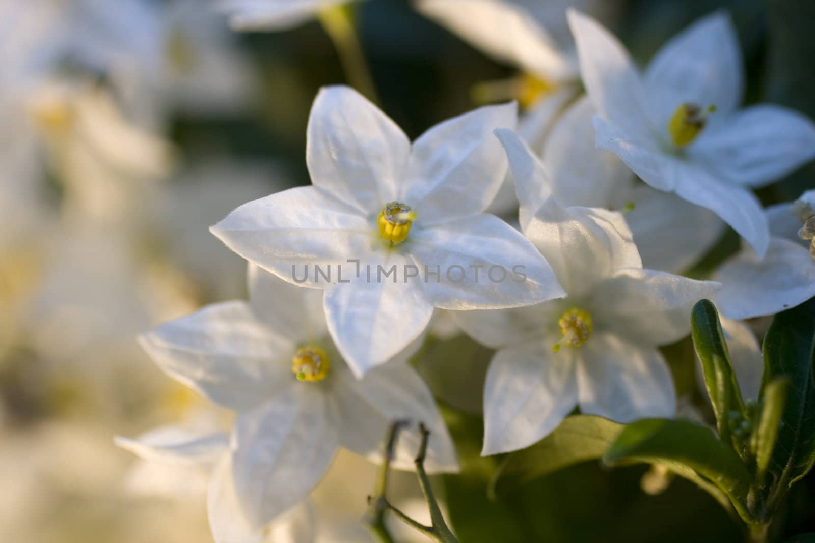 Close up of white flowers