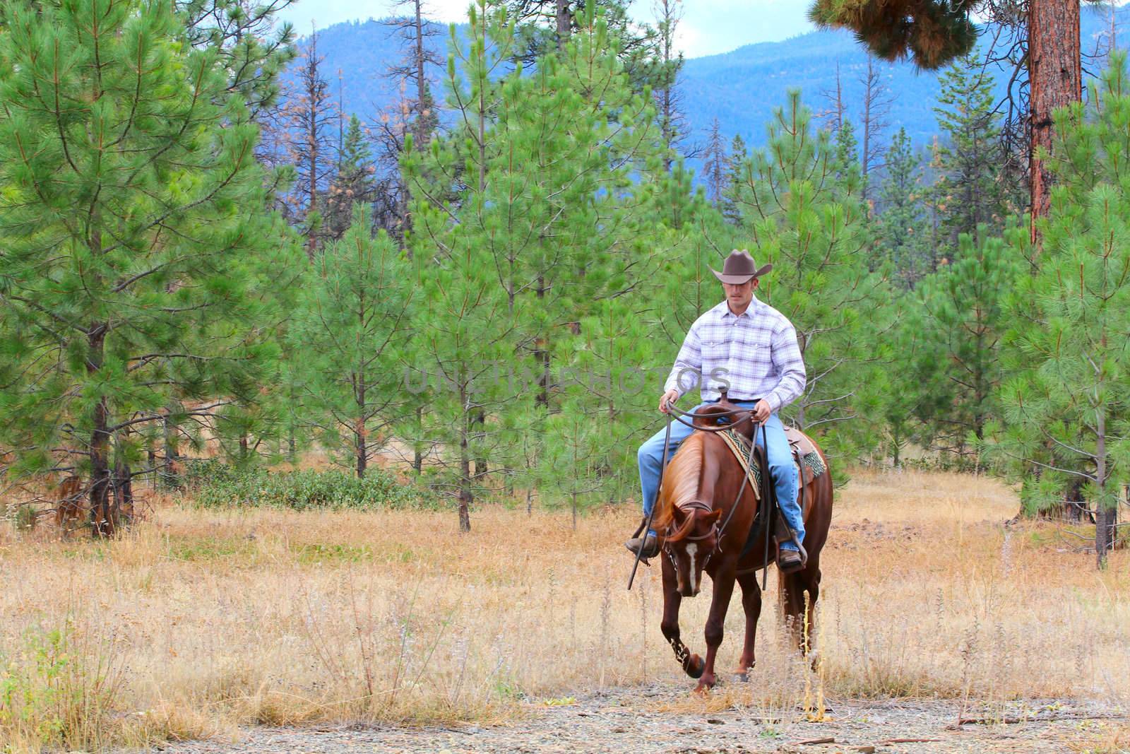 Cowboy working his horse in the field 