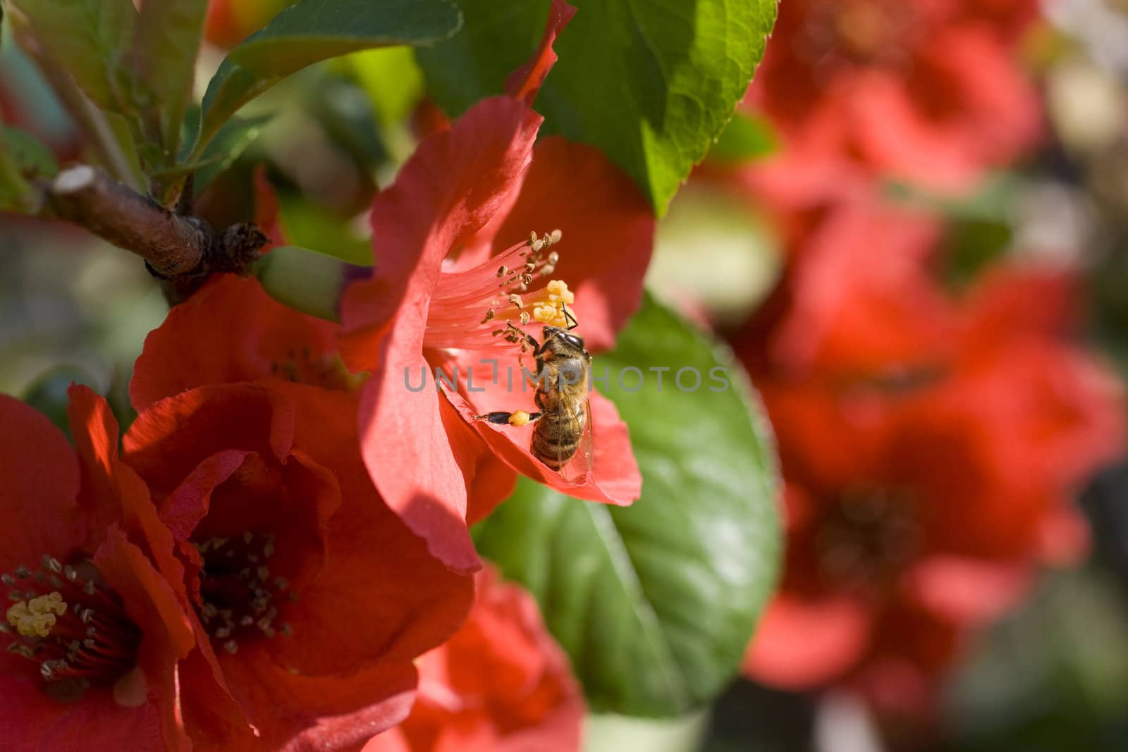 Wasp on red flower in the garden
