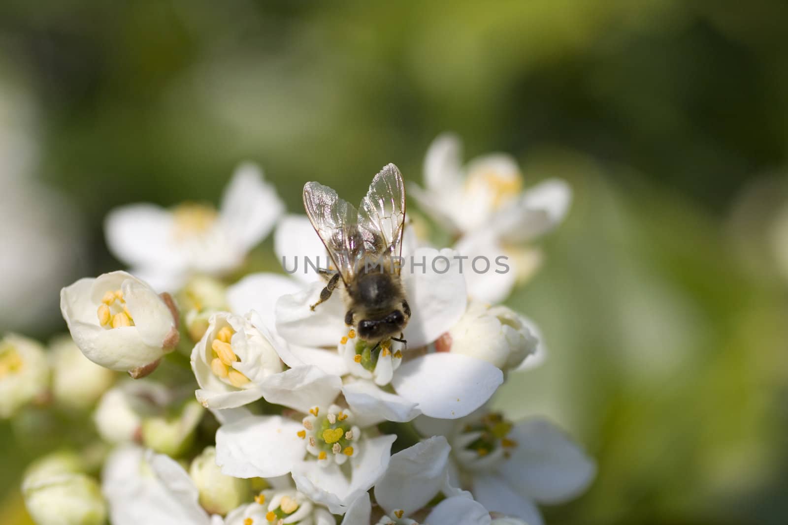 Close up of a Wasp on cherry flower