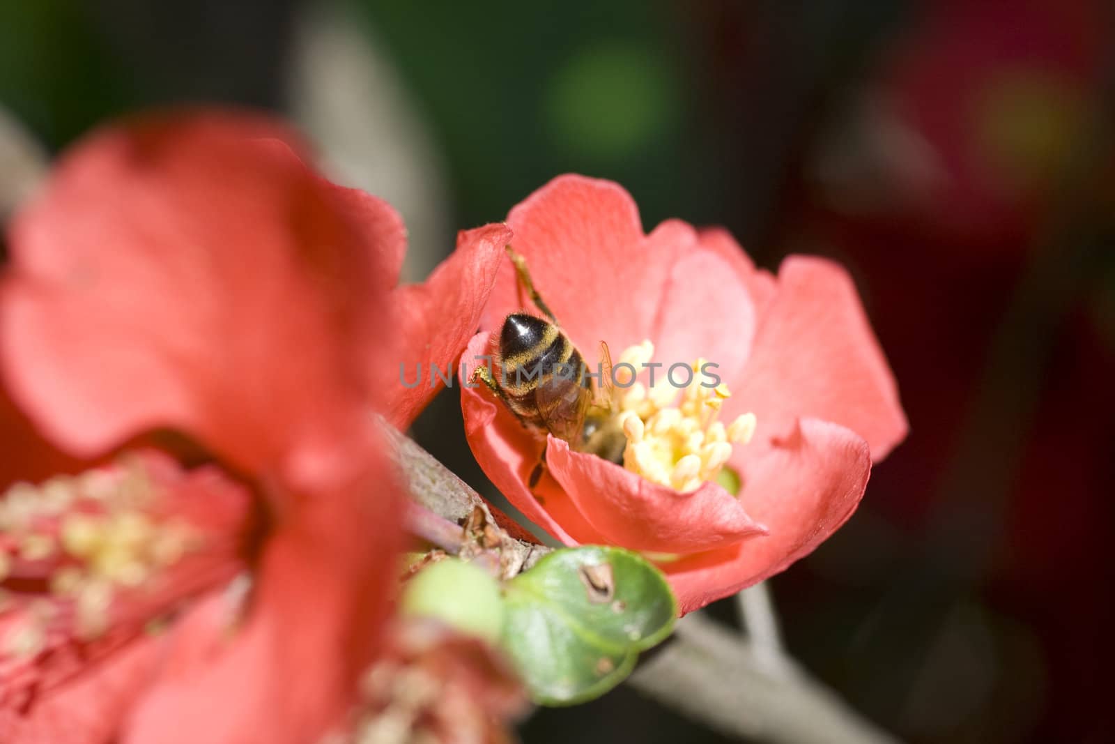 Wasp on red flower in the garden