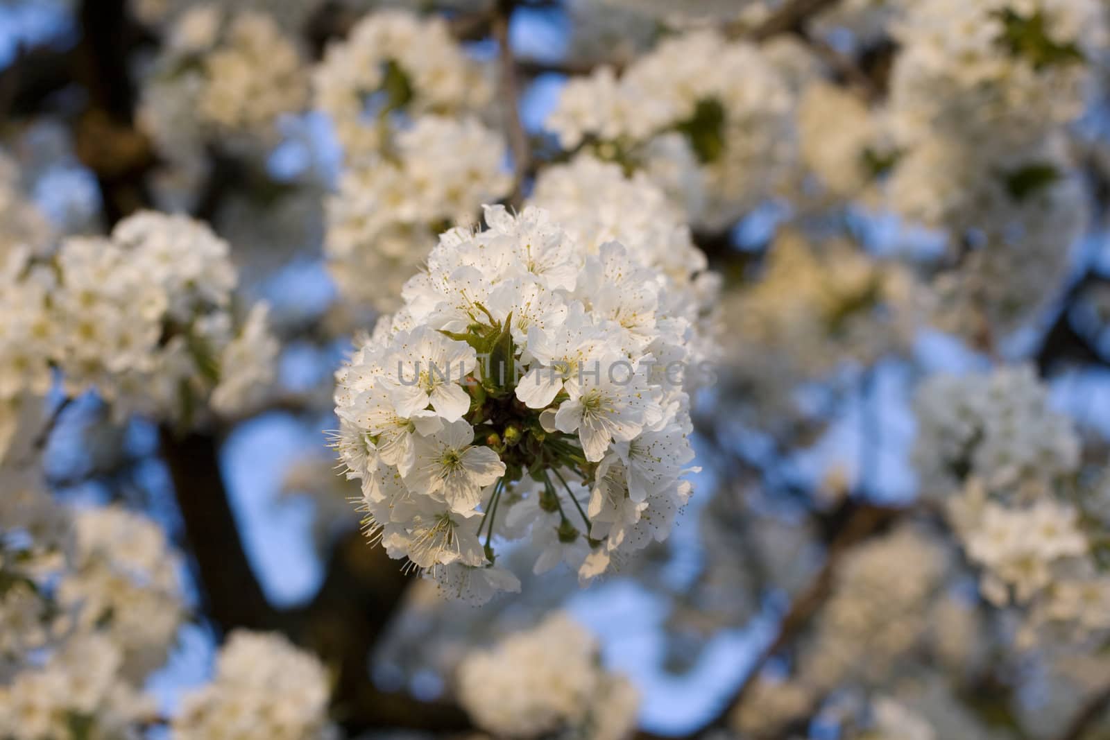 Cherry tree in full blossom