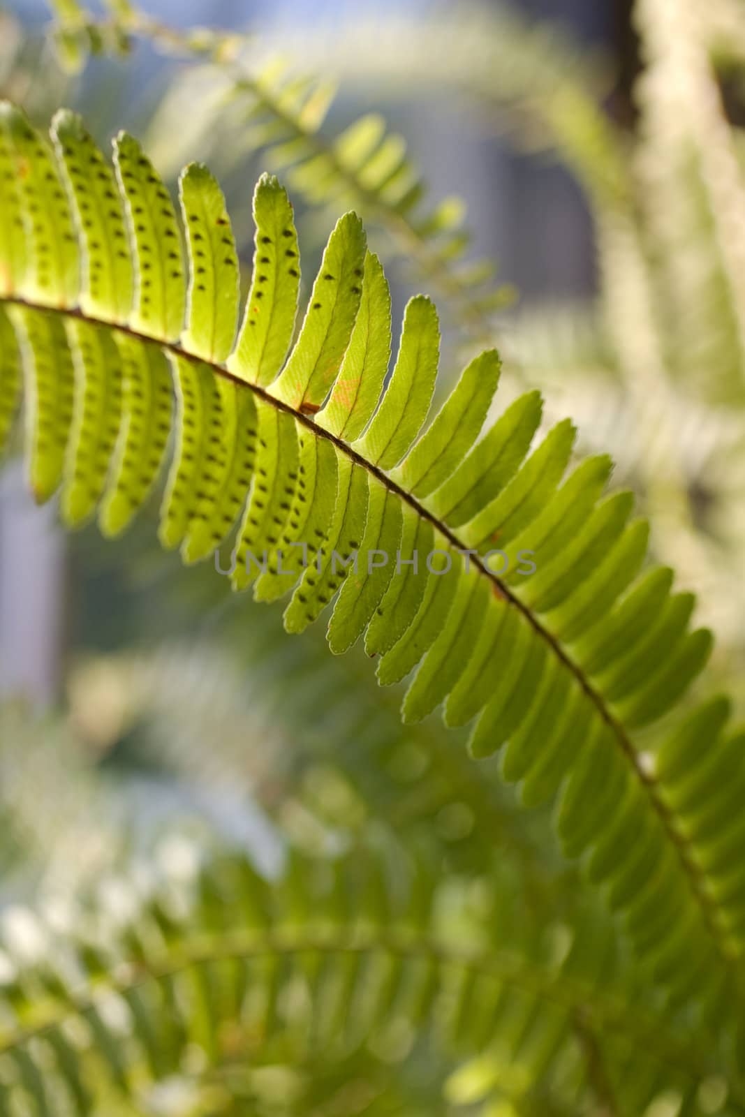 Close up of a fern leaf