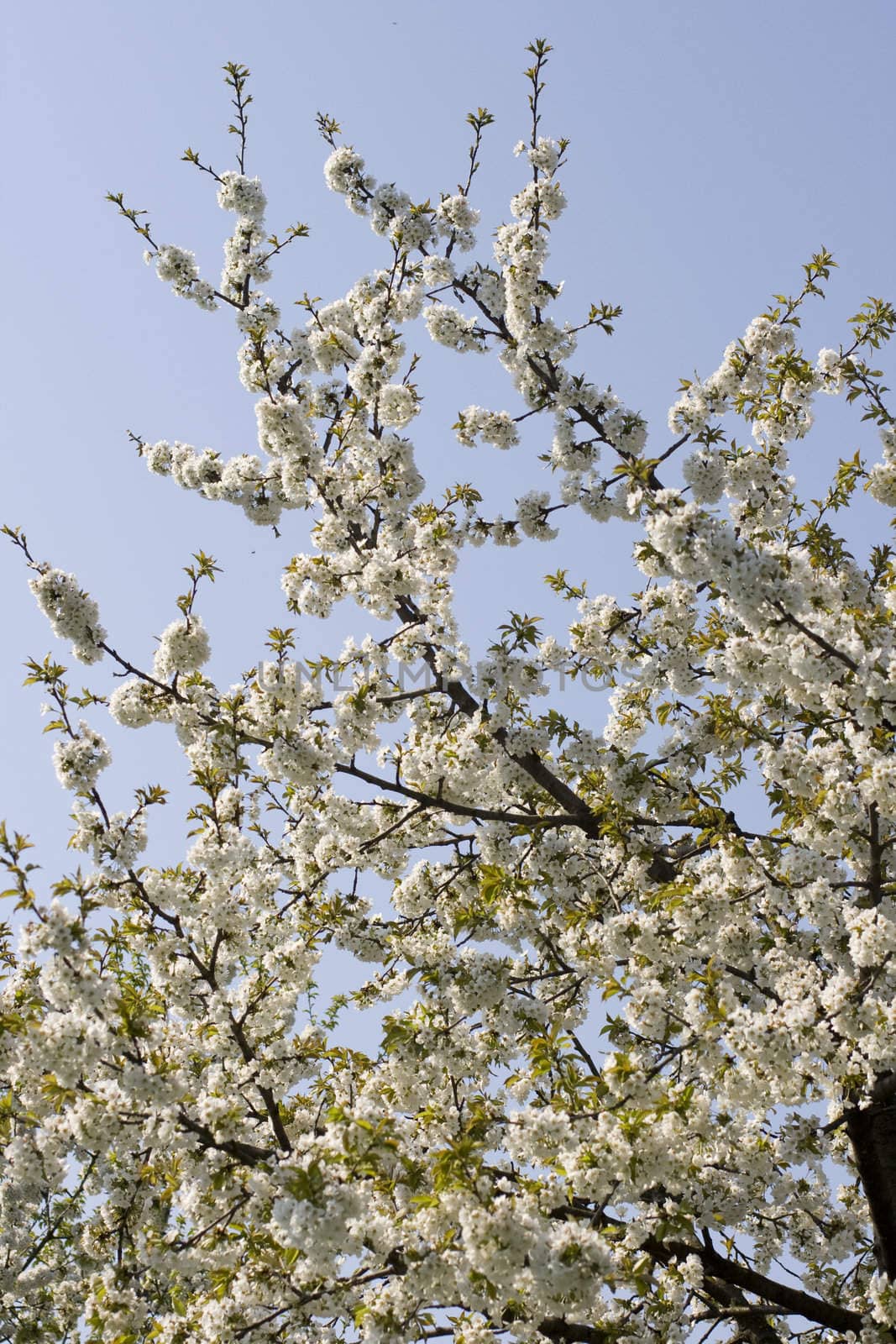 Cherry tree in full blossom