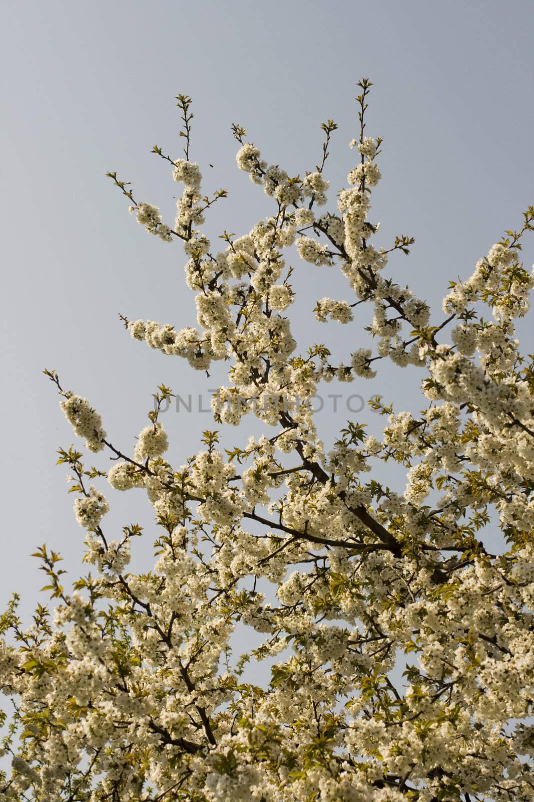Cherry tree in full blossom