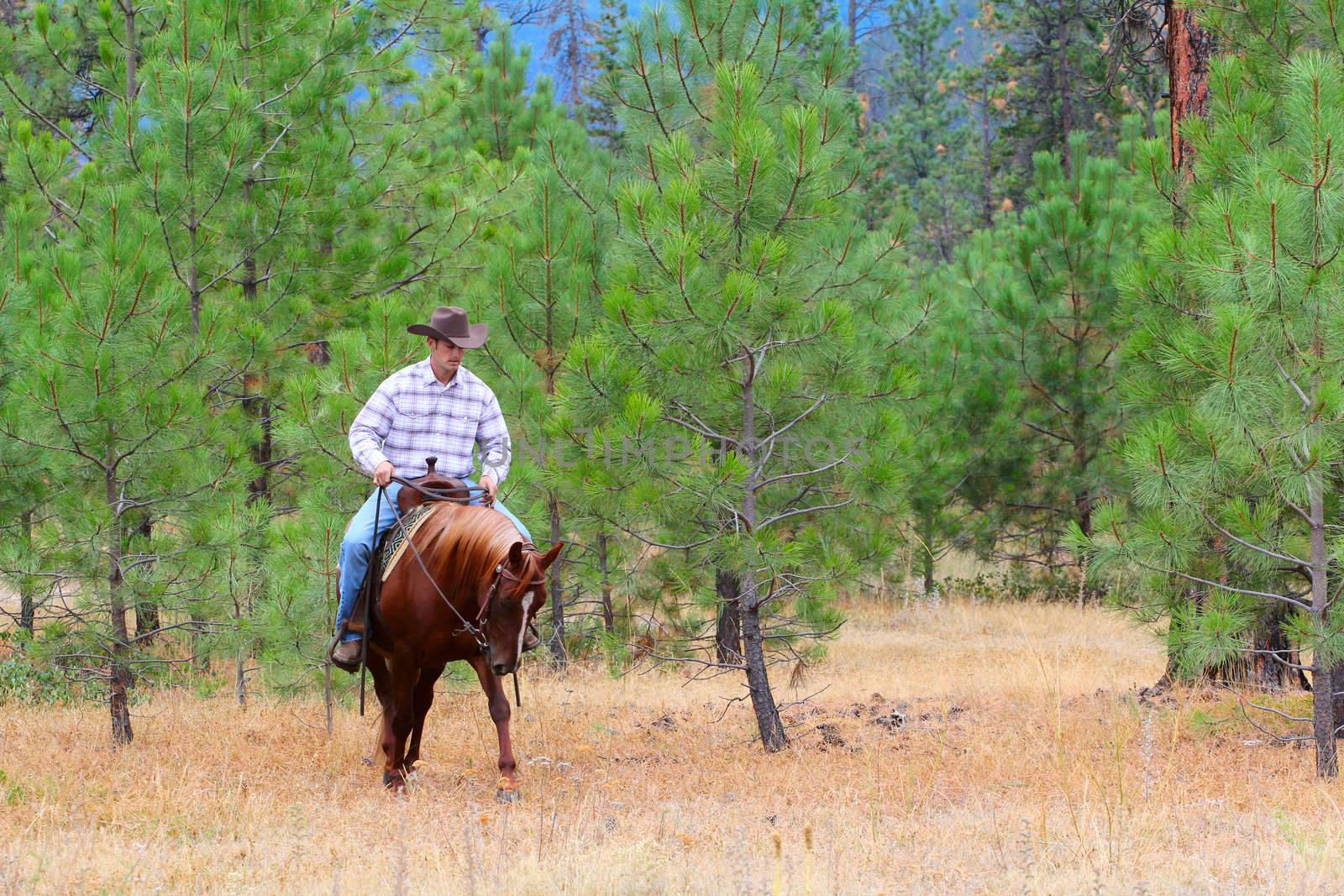 Cowboy working his horse in the field 