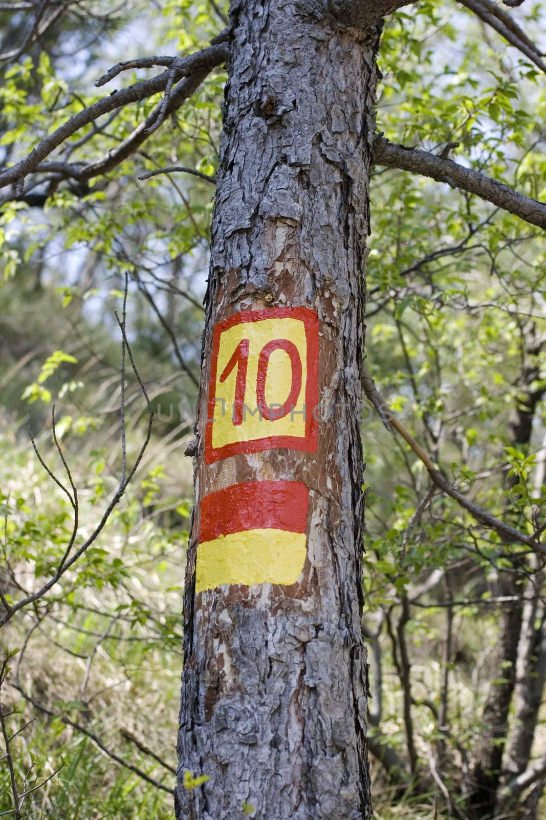 Number ten painted on a tree