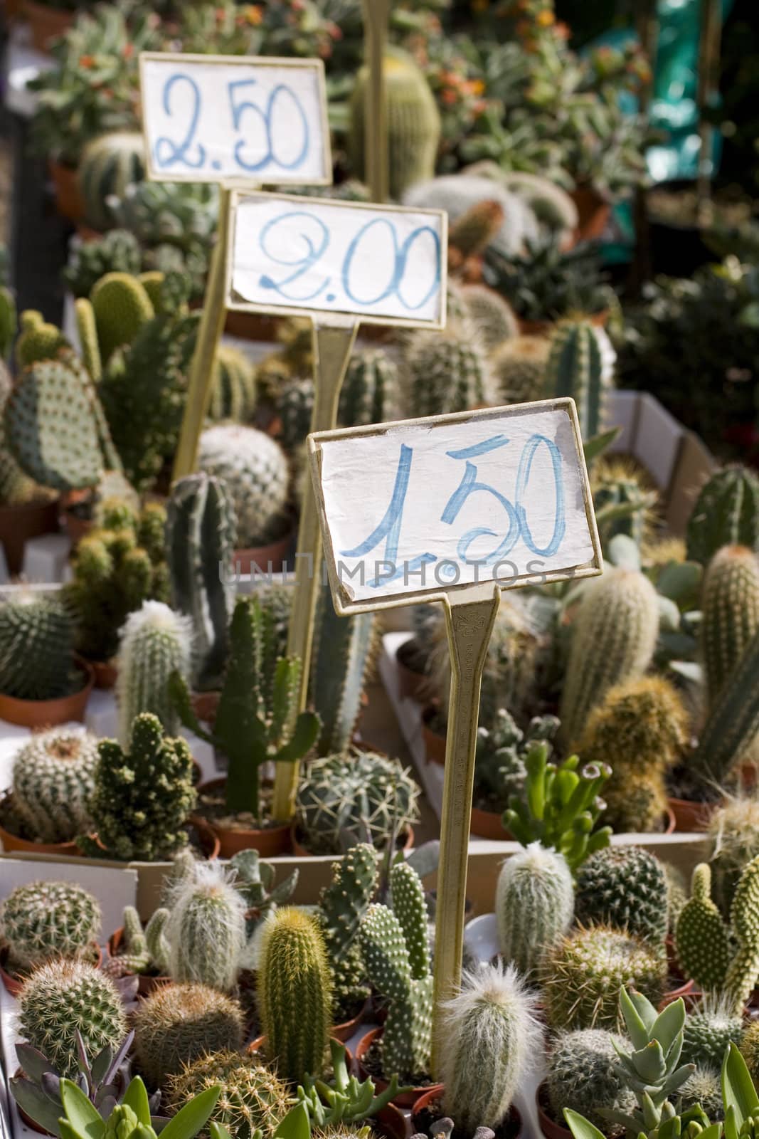 Photo of cactus plants on street market