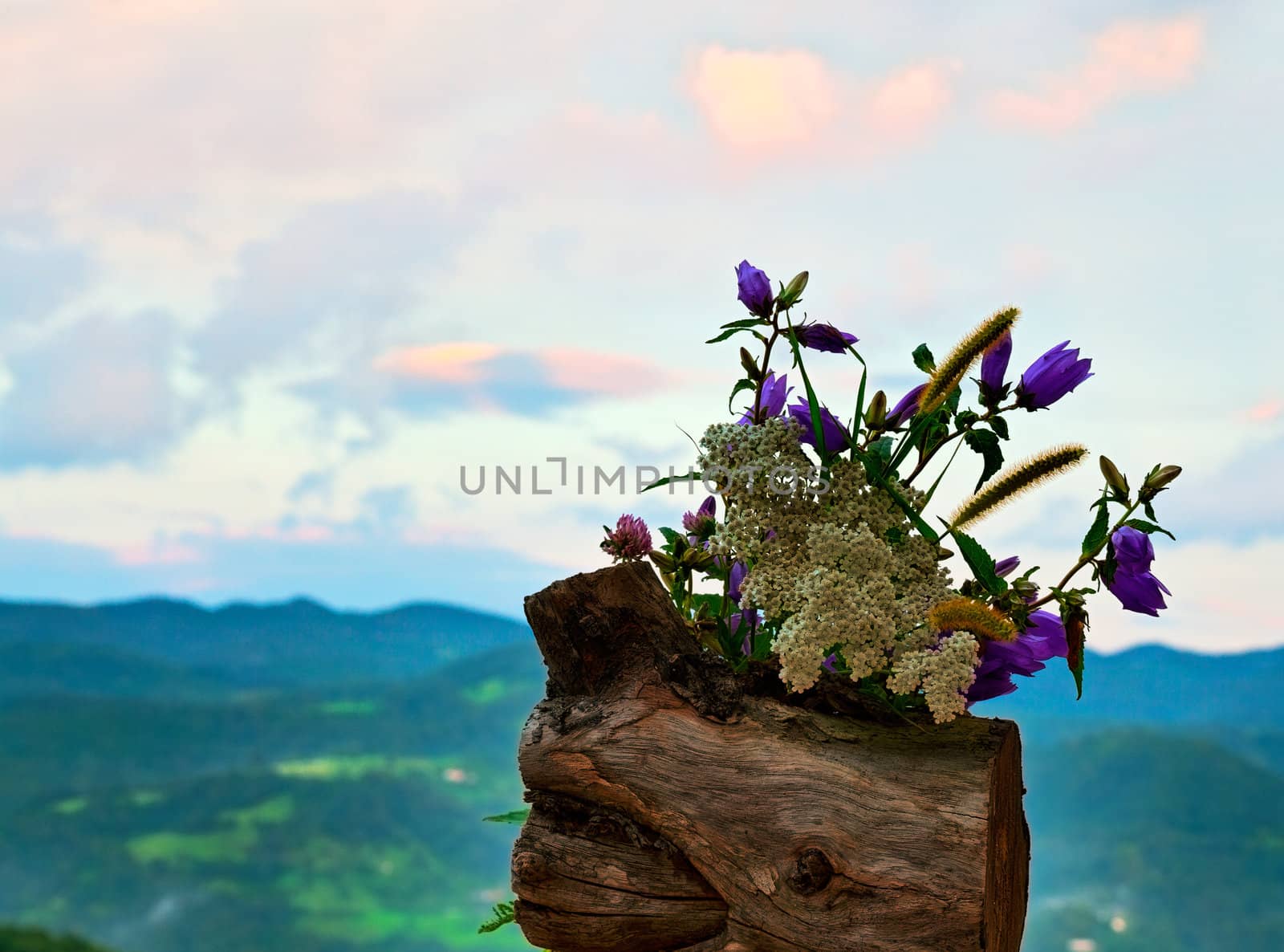 Countryside flowers on a cloudy sky