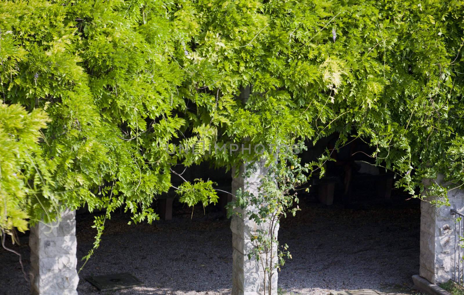 View of Plants on pillars