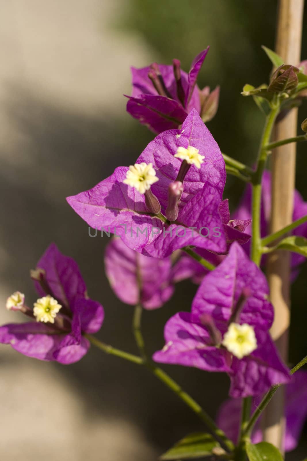 Pink bougainvillea blooms in the garden