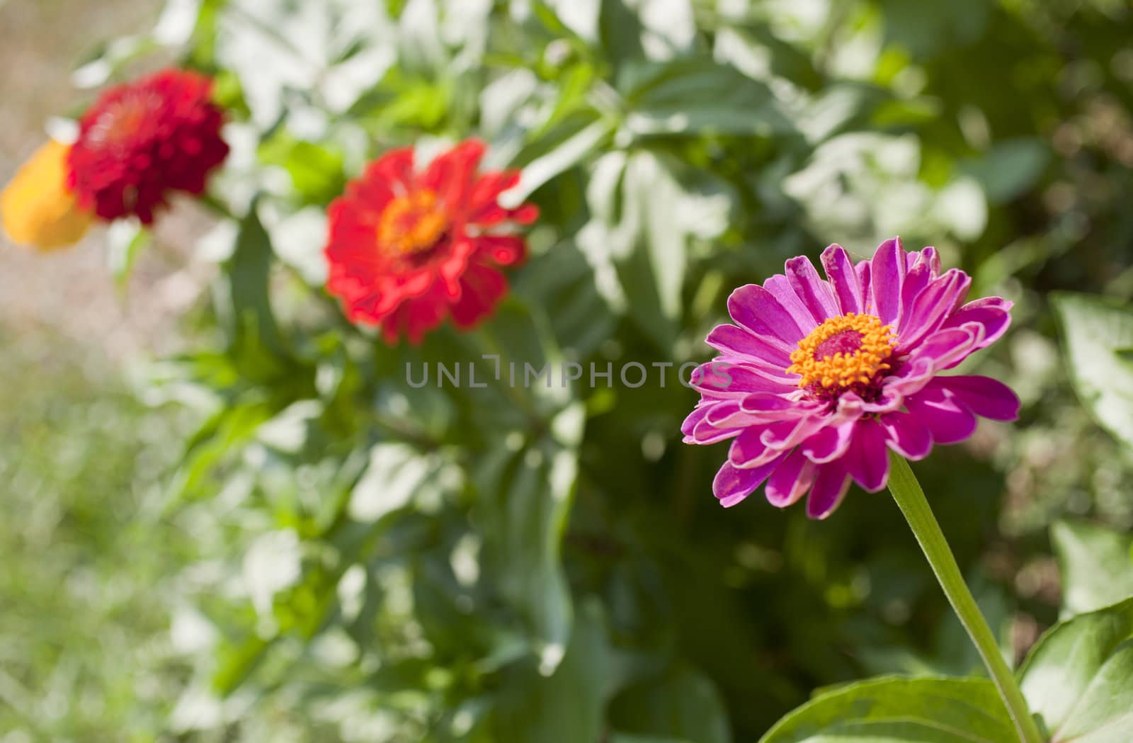 Photo of flowers, Spring season