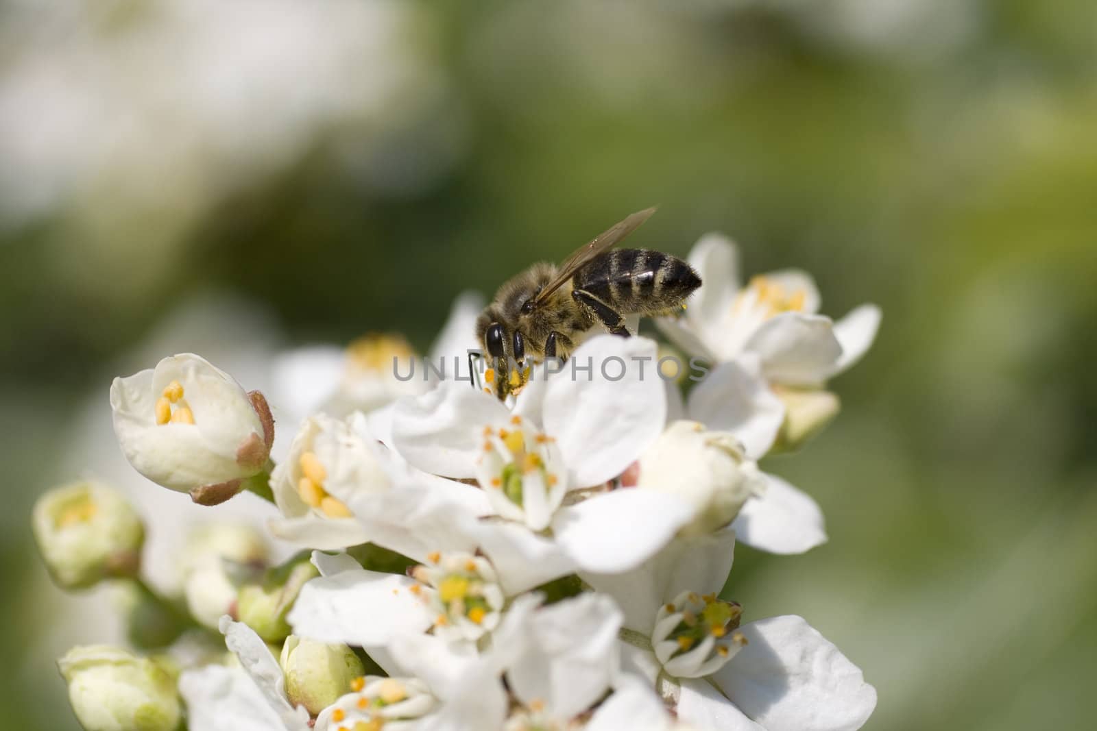 Close up of a Wasp on cherry flower