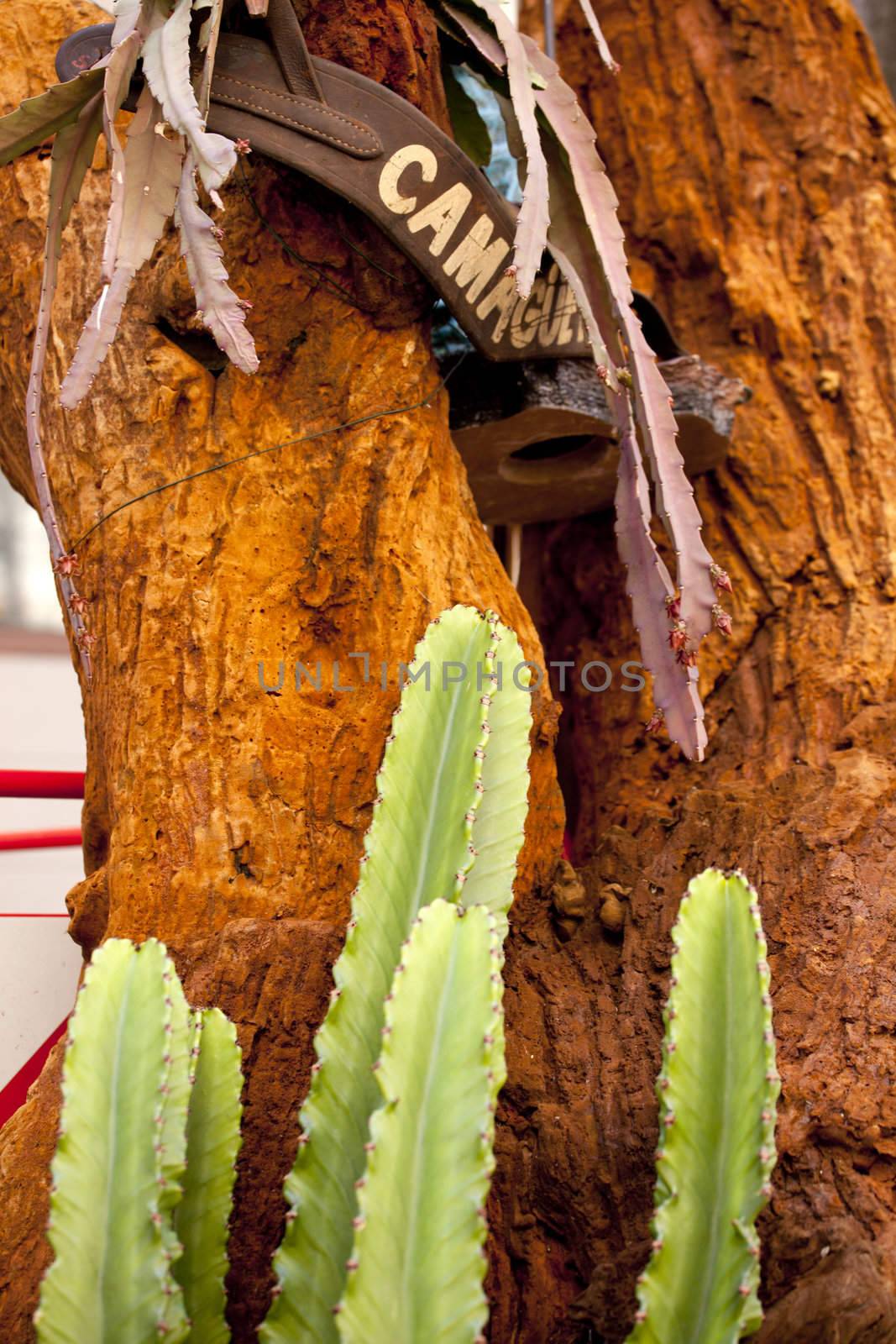 Photo of green cactus on red rock