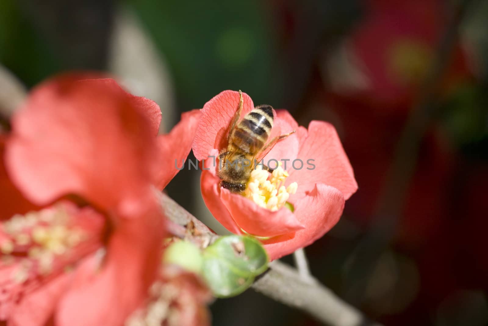 Wasp on red flower in the garden
