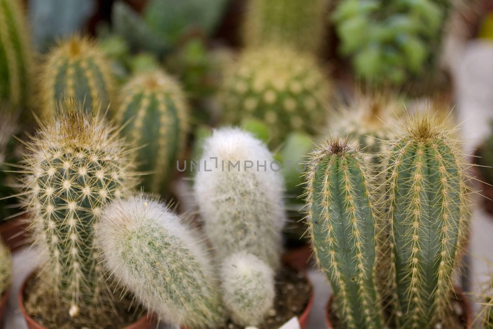 Photo of cactus plants on street market