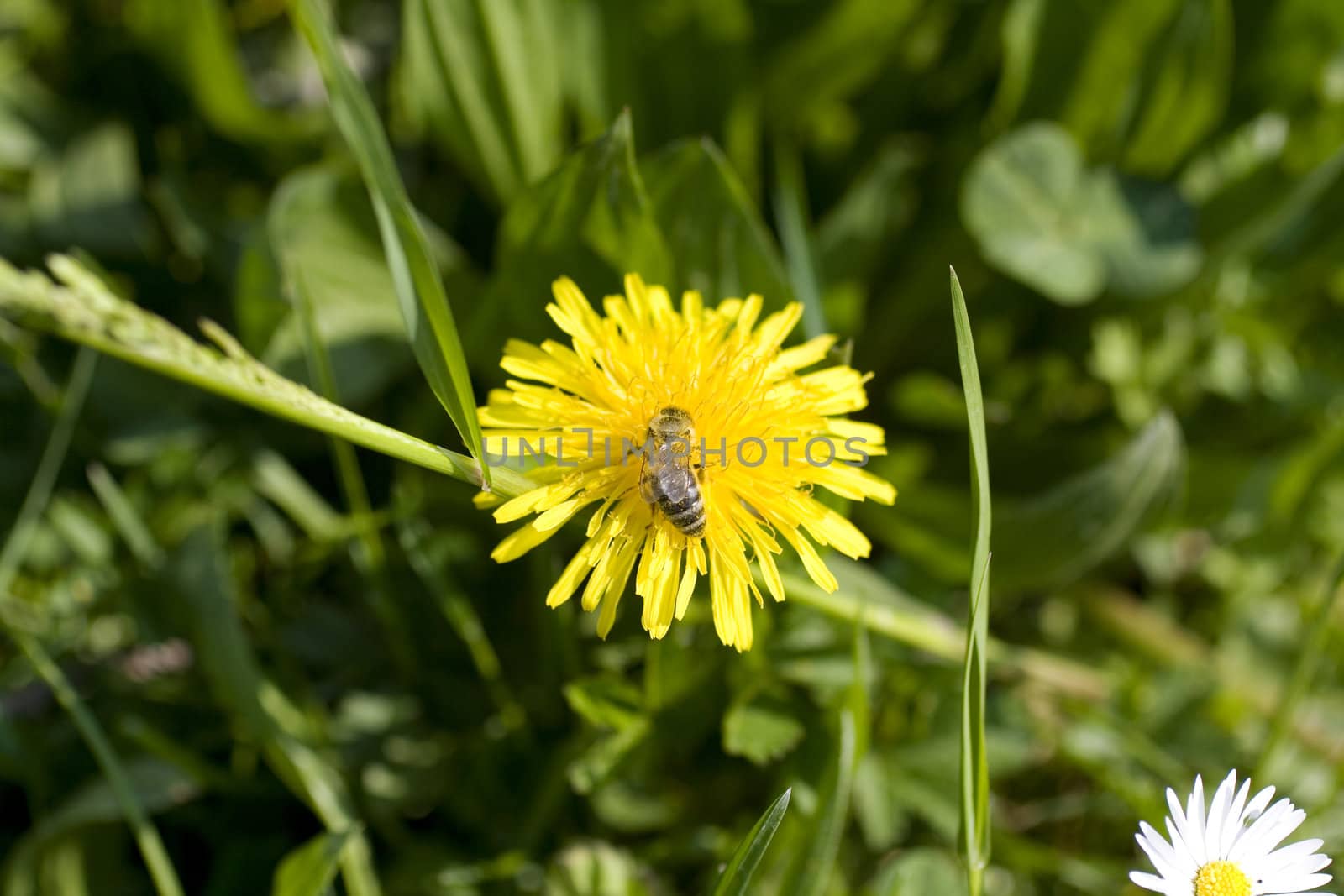 Wasp on yellow flower in the grass