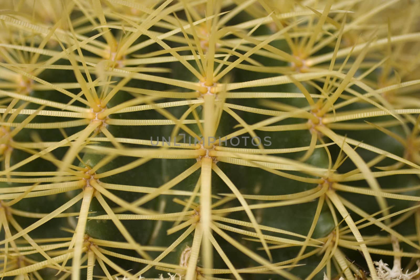 Close up of a Cactus, echinocactus grusonii