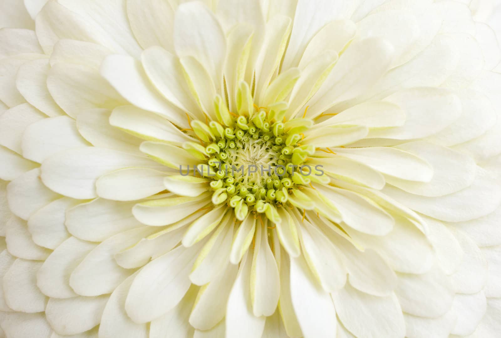Close up of white Gerbera flower