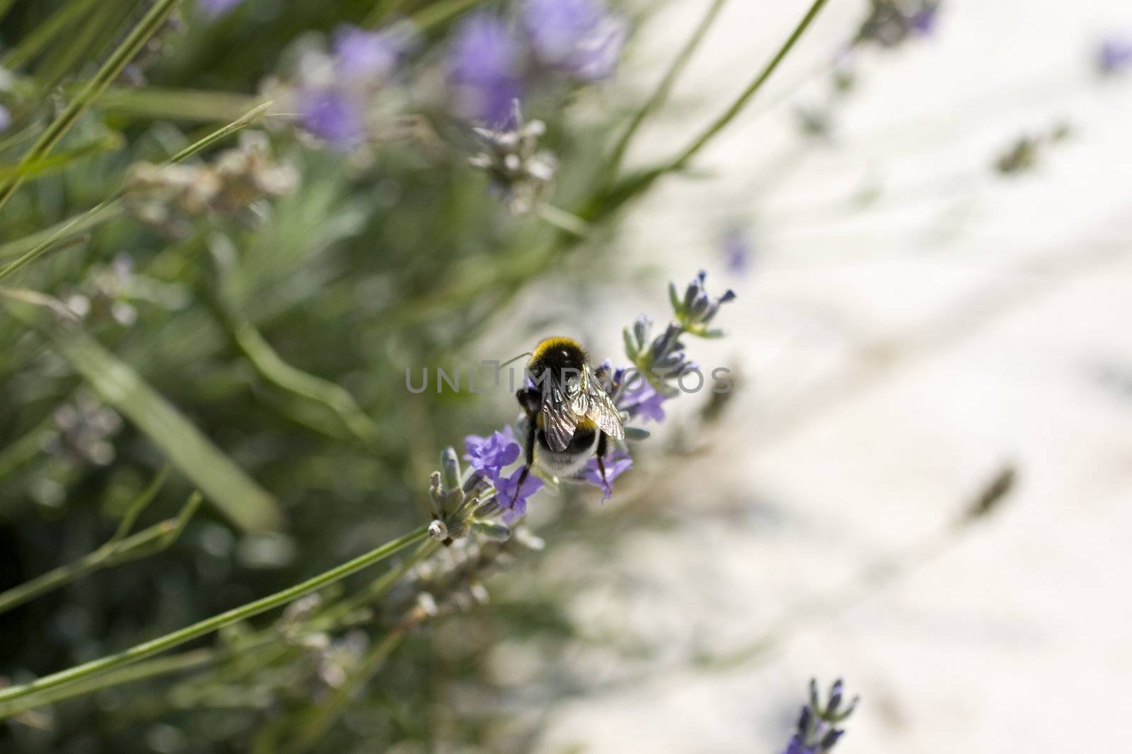 Bee on a Lavender flower in the field