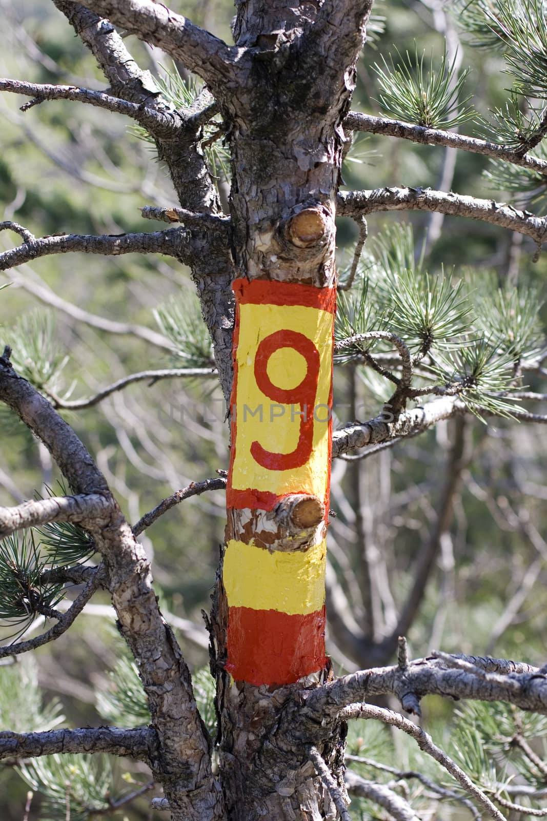 Number nine painted on a tree