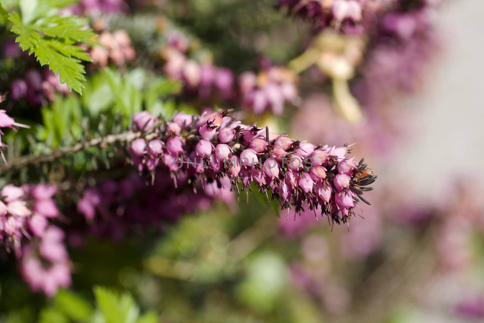 Calluna vulgaris, heather or Erica carnea in bloom.