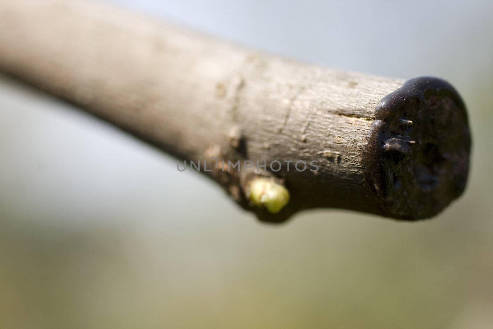 Photo of bud on a branch