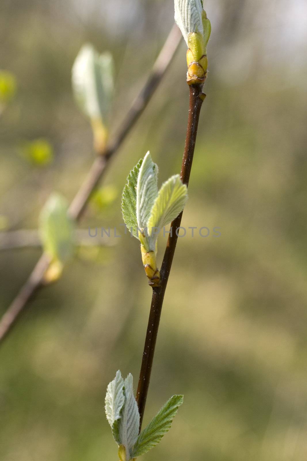 Photo of Ash tree fresh leaves