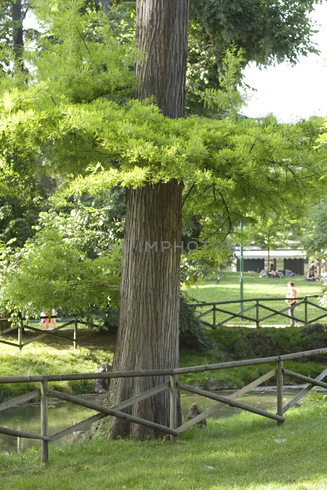 Green Tree in the park