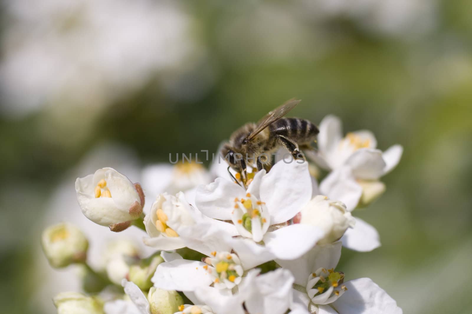 Close up of a Wasp on cherry flower