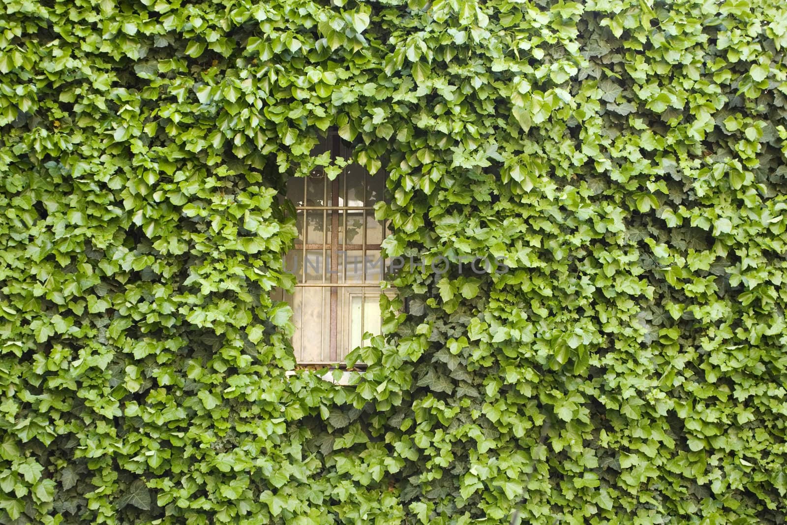 Wall of a house with window covered with ivy