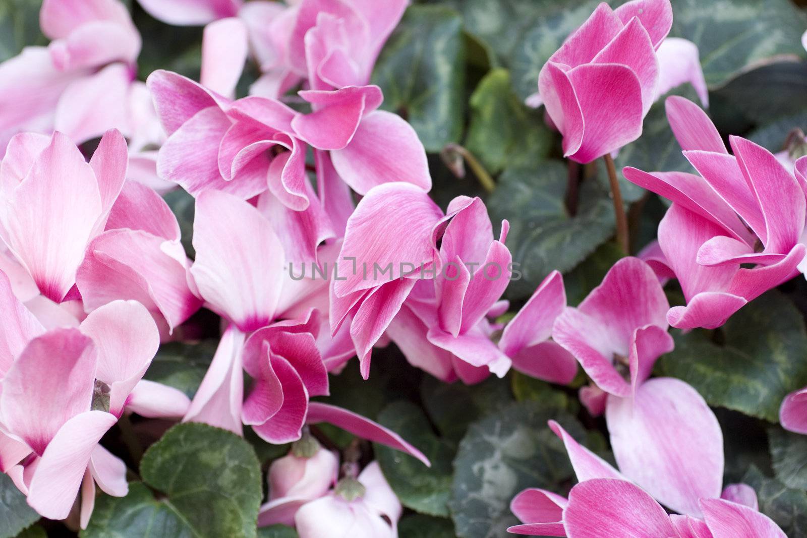 Photo of Blossom Cyclamen persicum