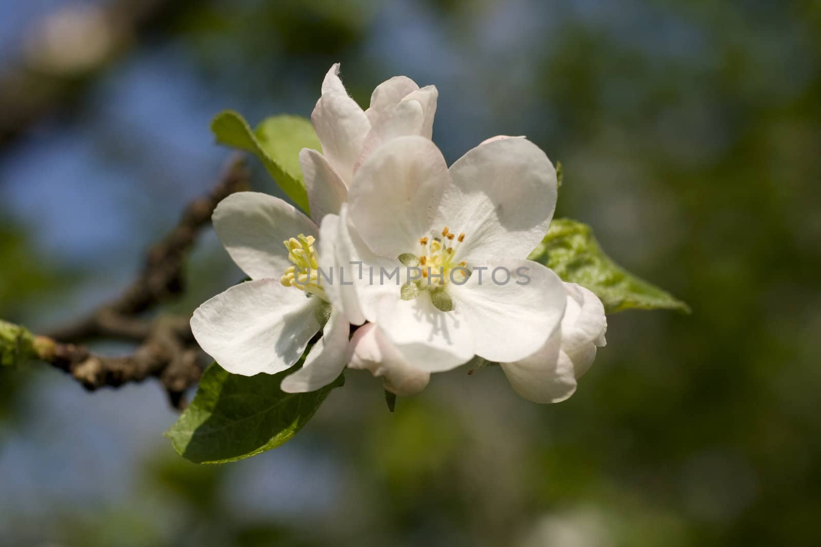Cherry tree in full blossom