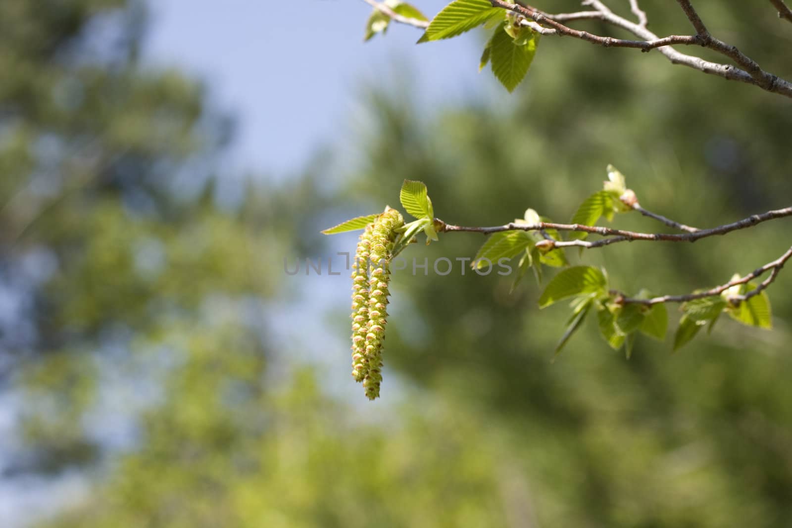 Photo of hornbeam stick with catkin