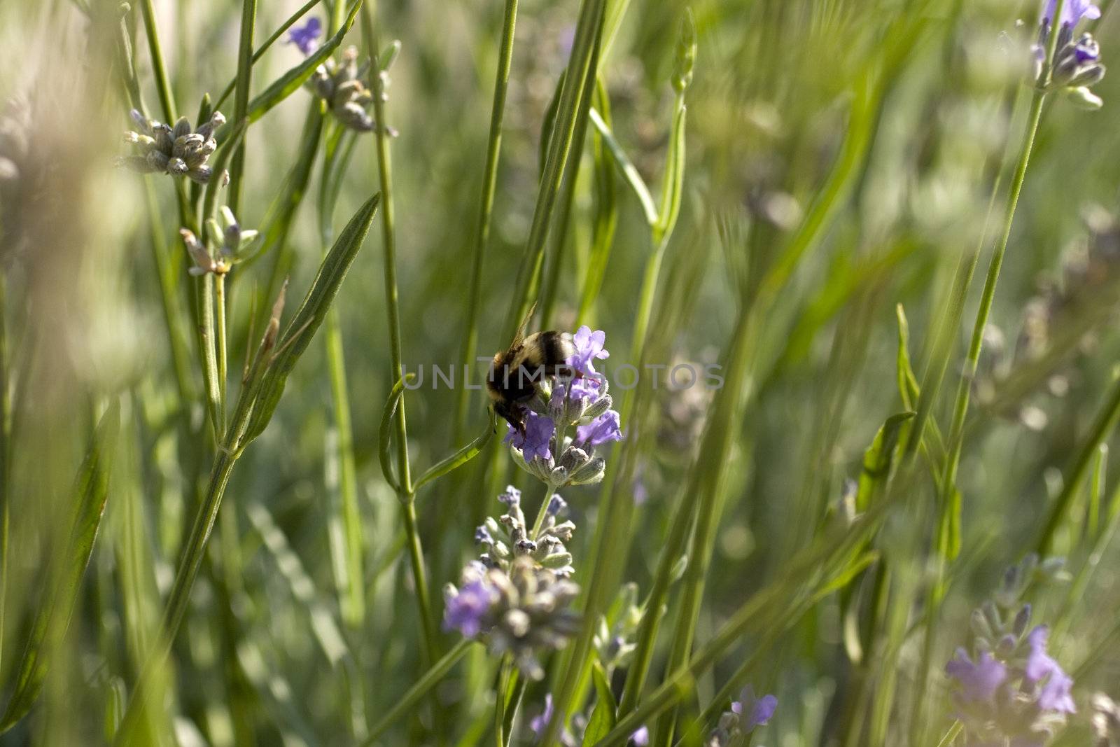 Bee on a Lavender flower in the field