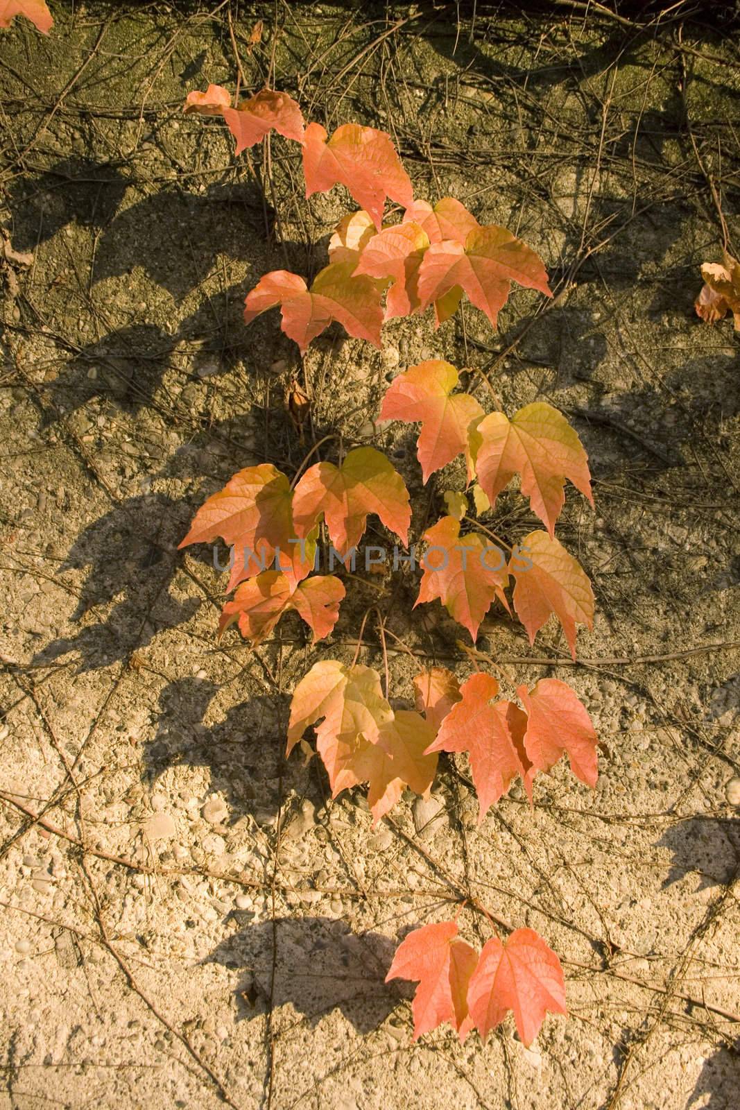 Photo of an Ivy in autumn