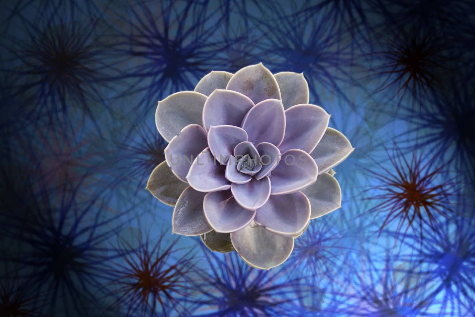 Succulent plant on blue background