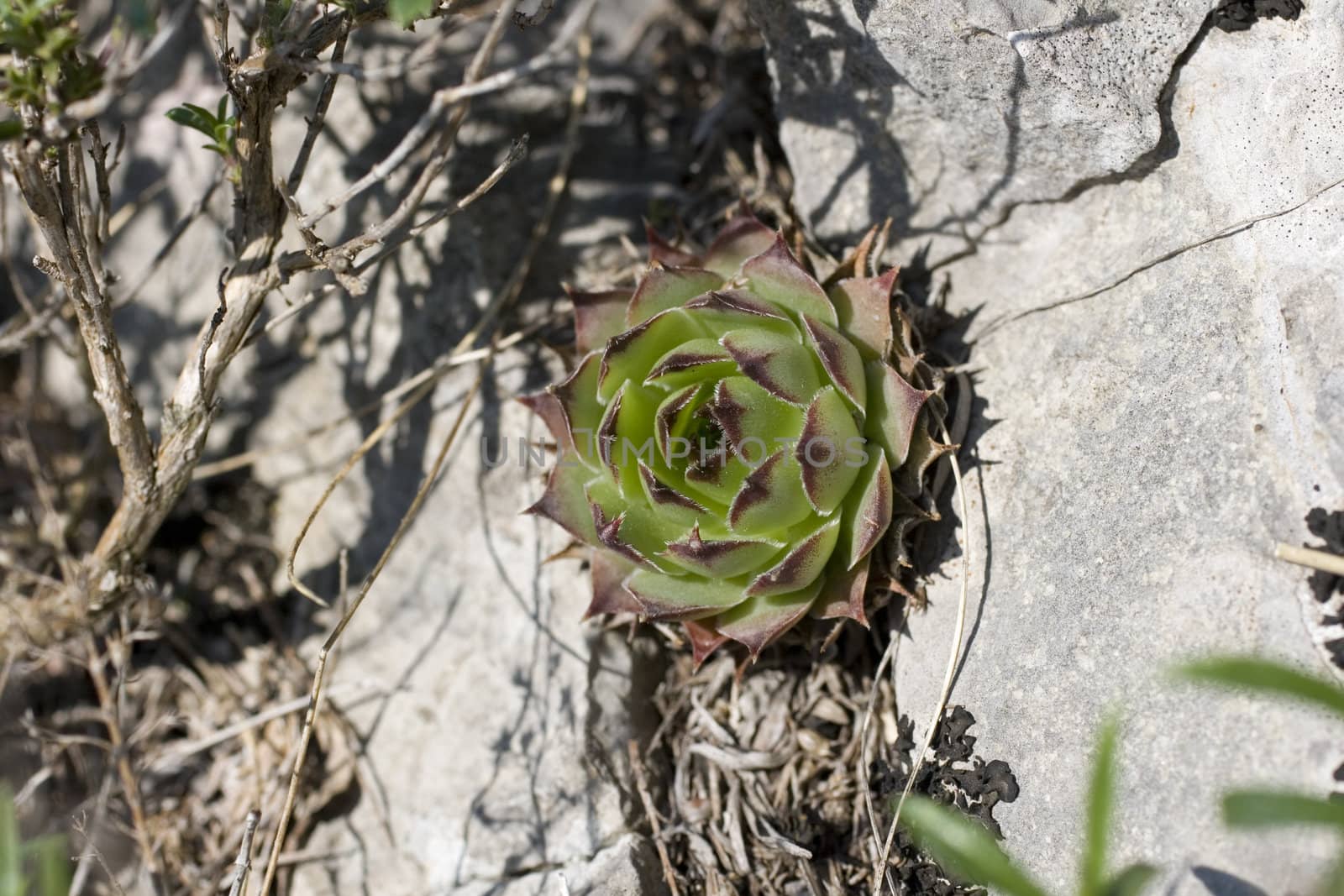 Photo of mountain cactus