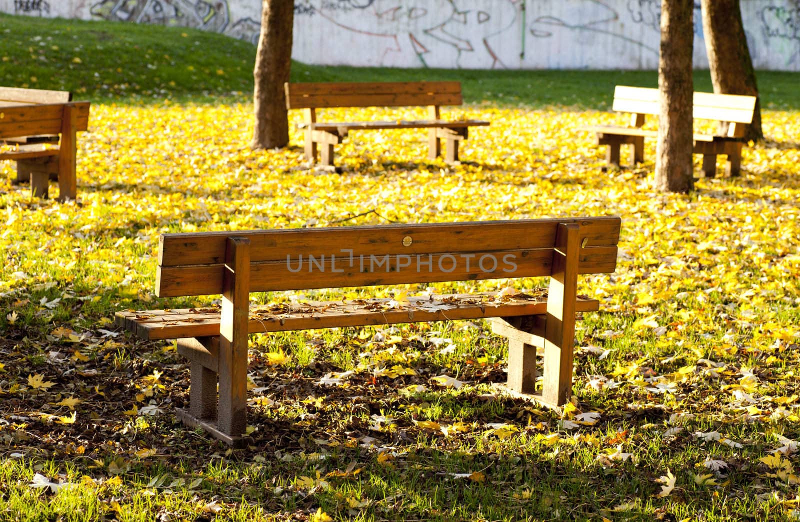 Benches in the park covered by dried leaves