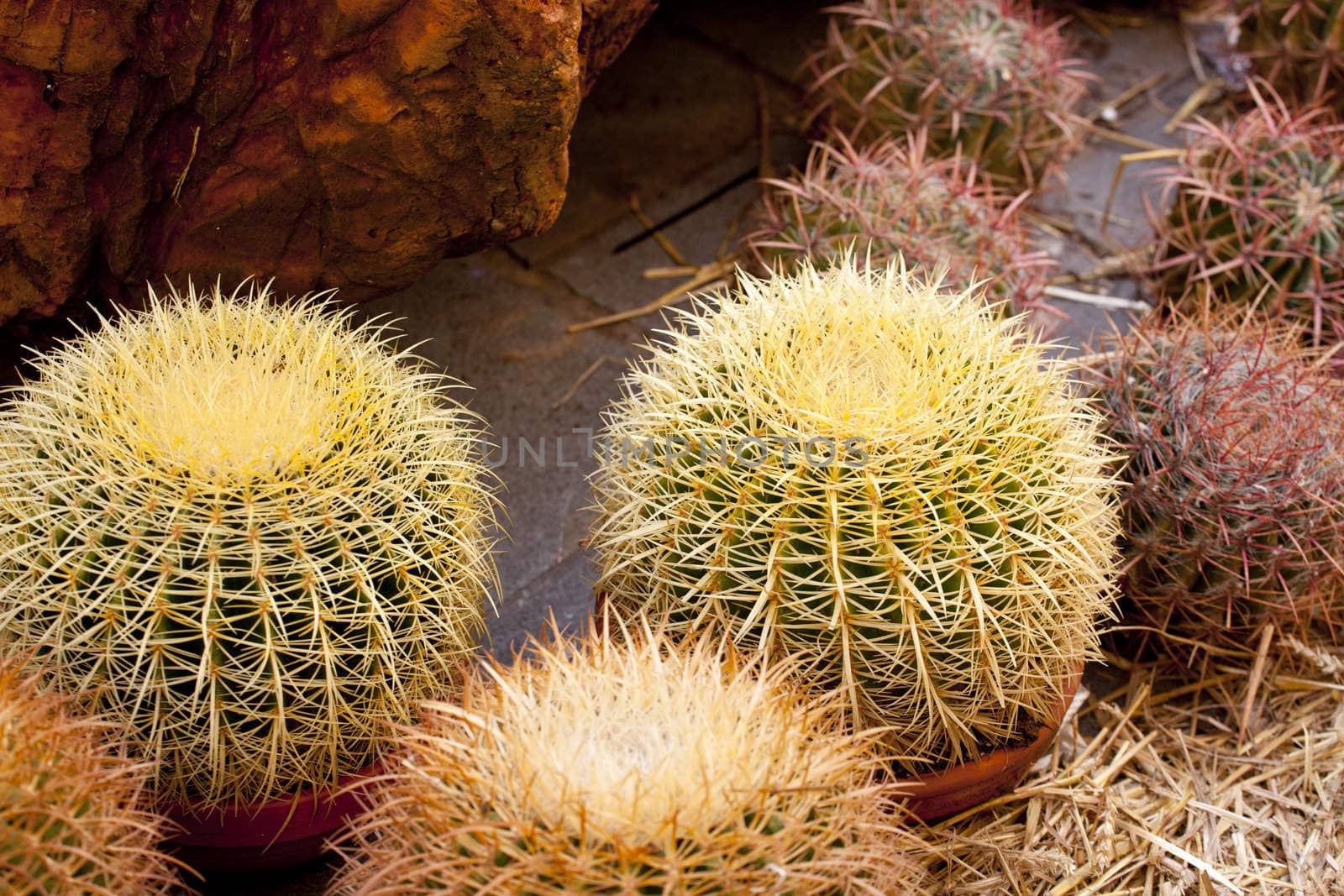 Photo of cactus plants on street market