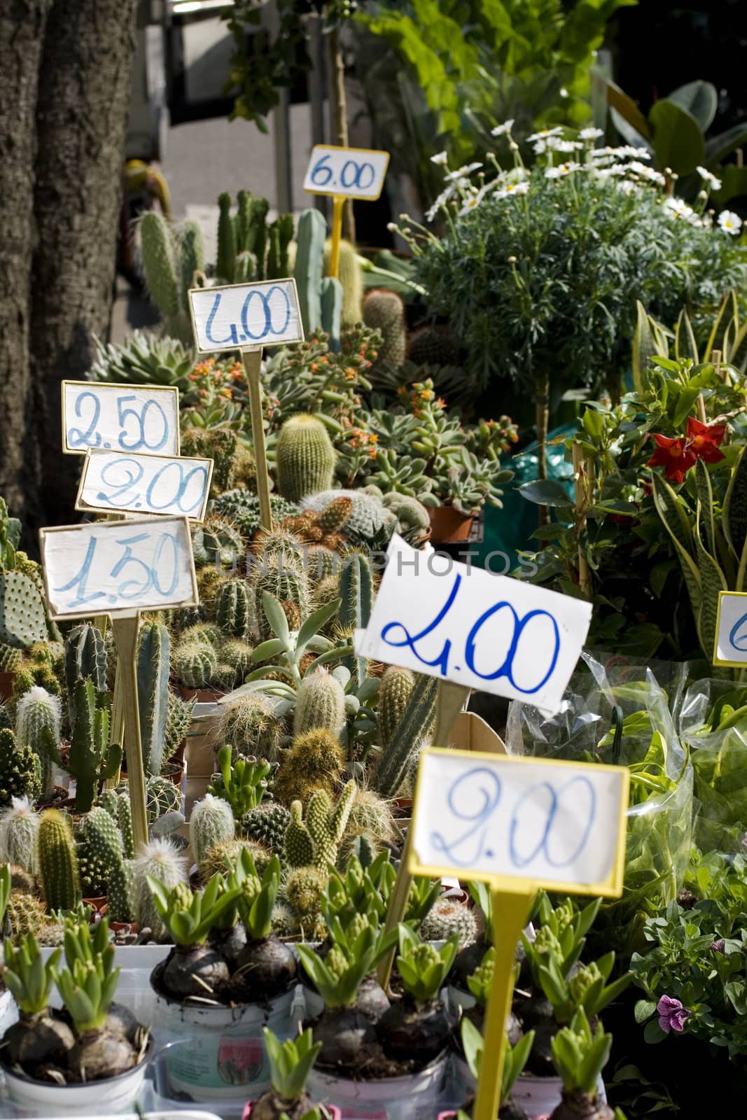 Photo of cactus plants on street market