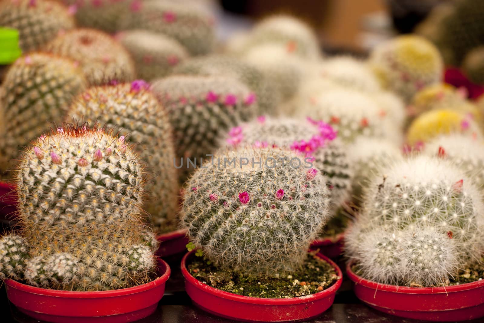 Photo of cactus plants on street market