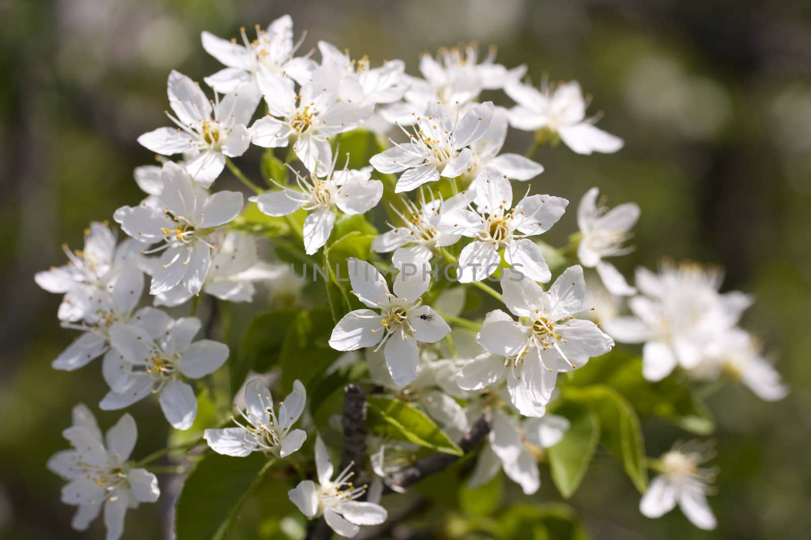 Cherry tree in full blossom