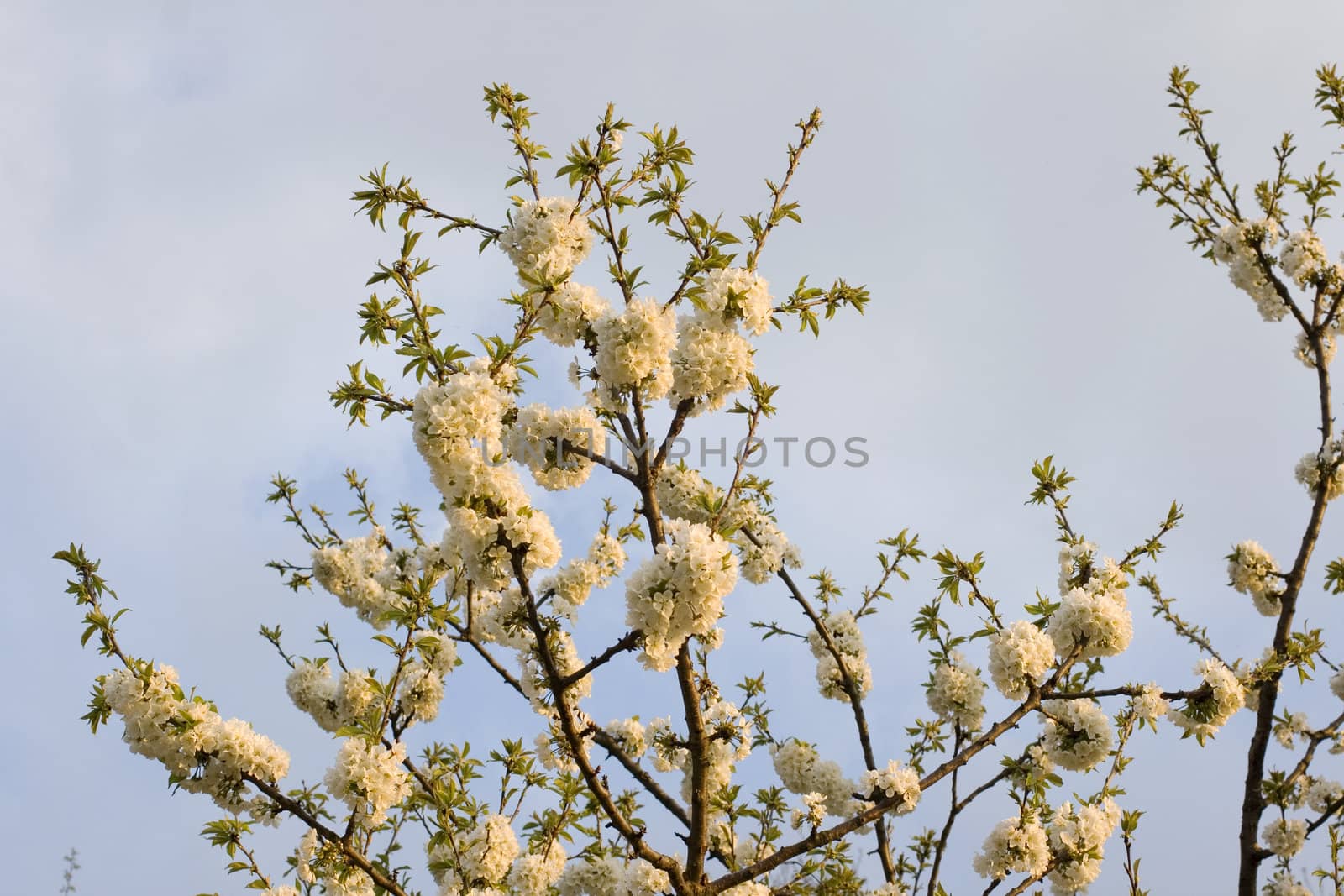 Cherry tree in full blossom