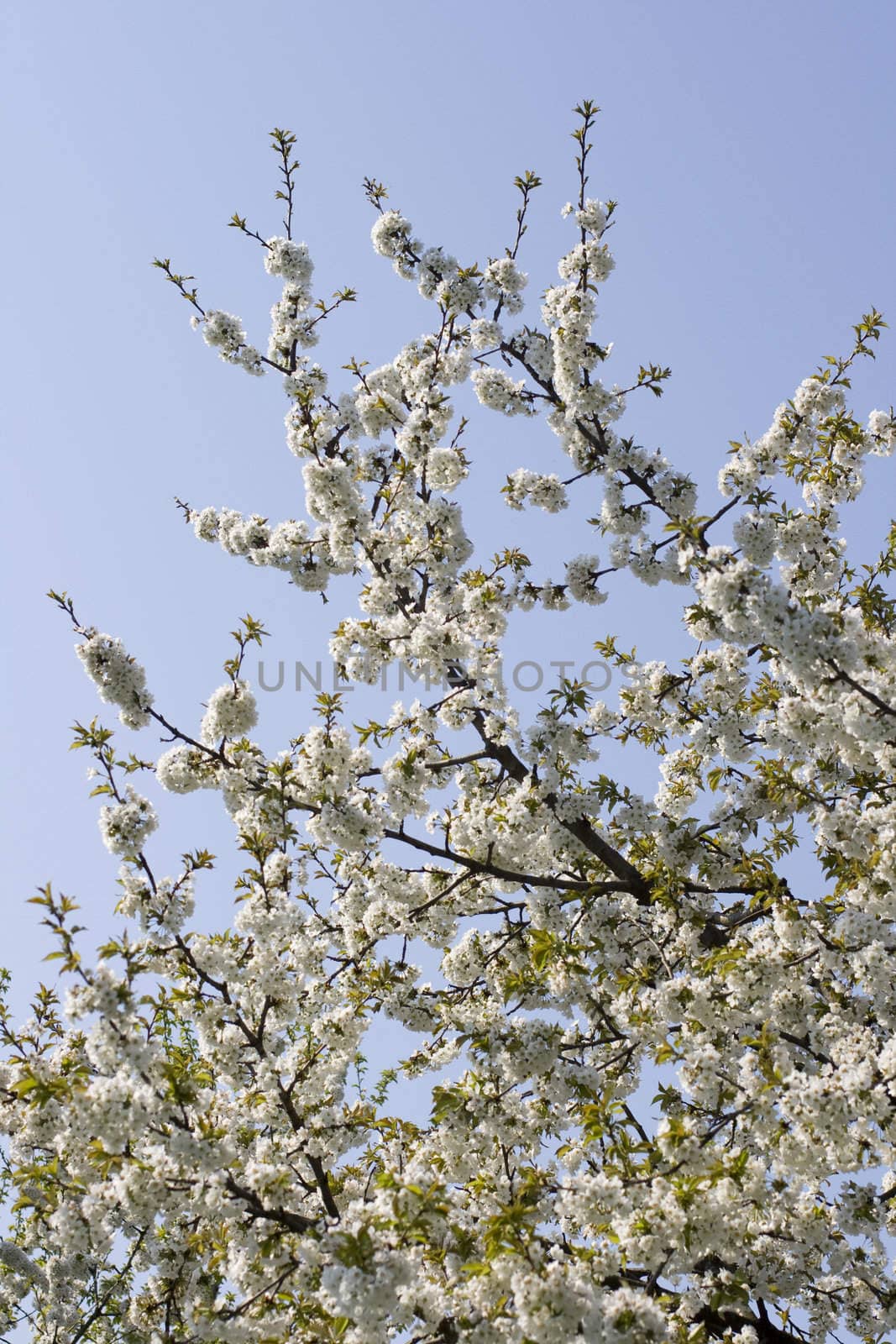Cherry tree in full blossom