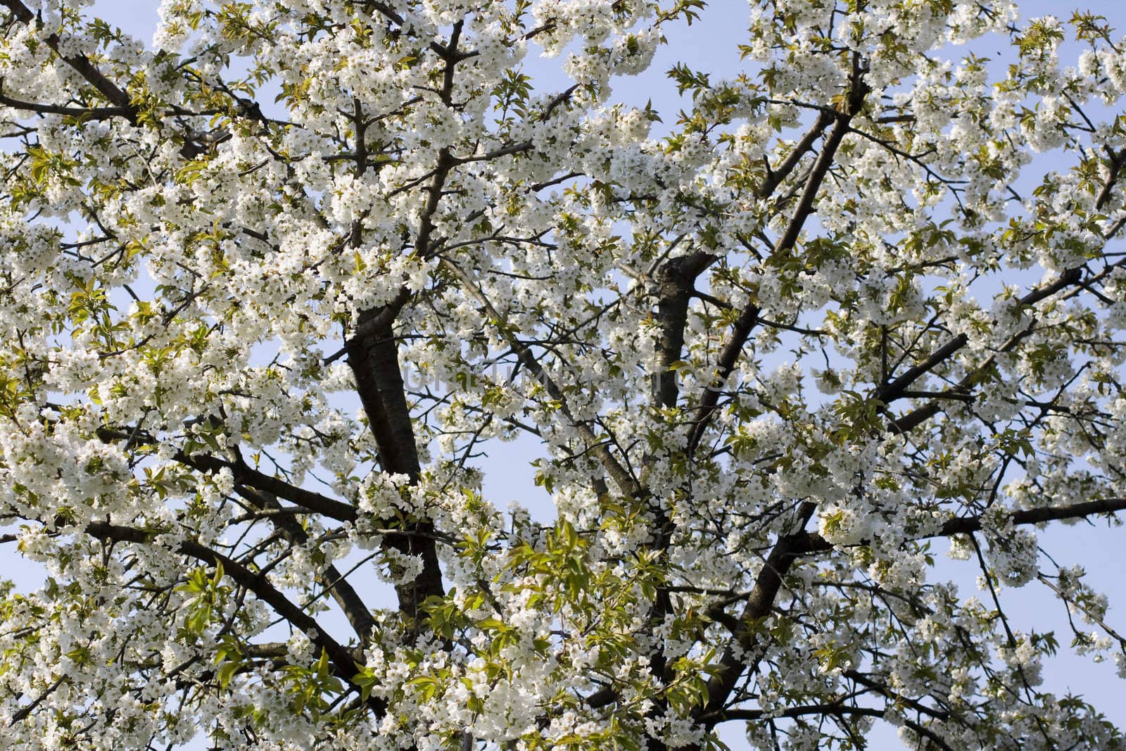 Cherry tree in full blossom